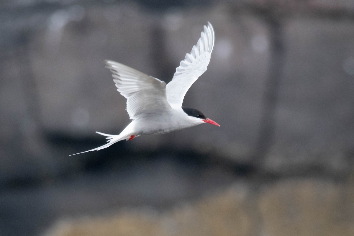 Arctic Tern - Sean Lehan