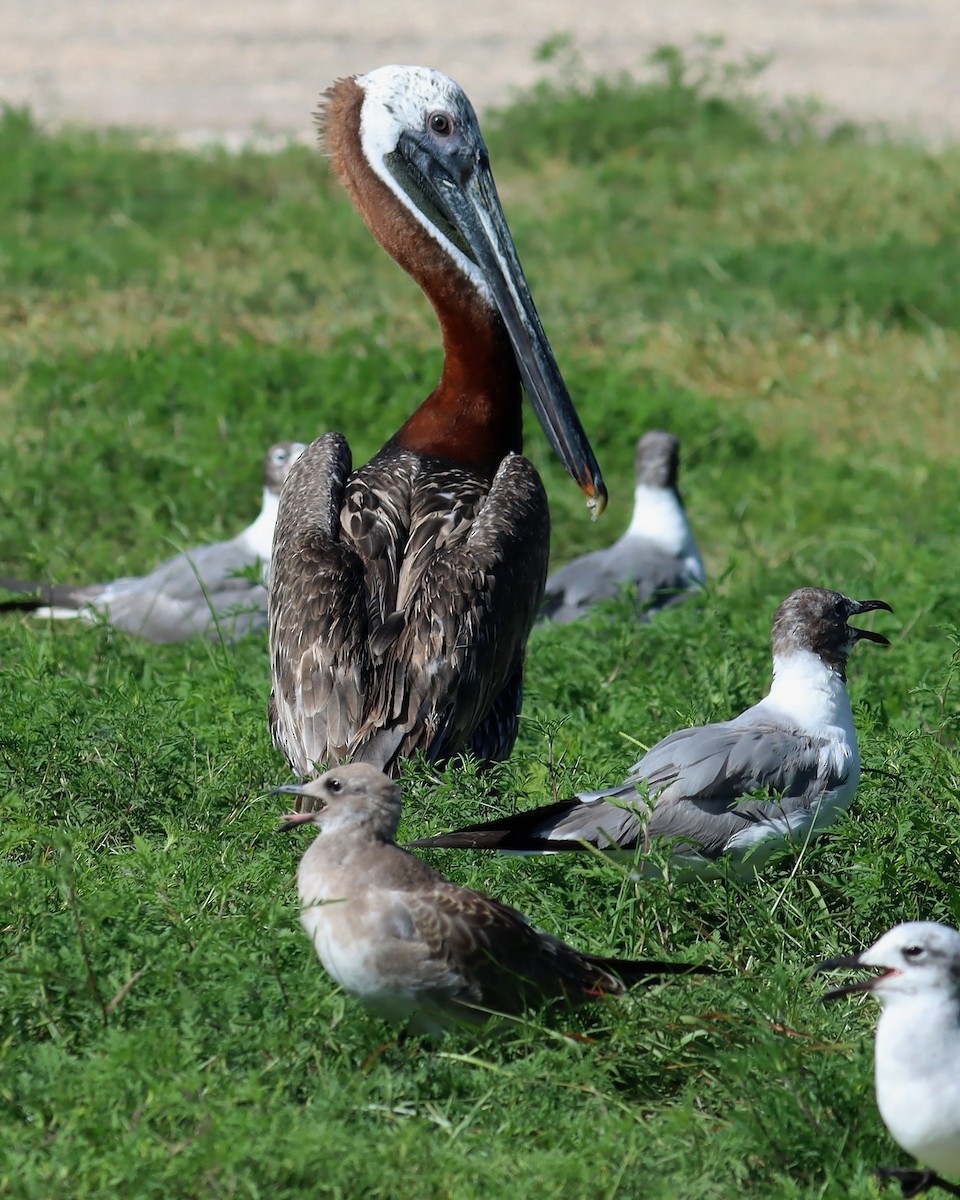 Brown Pelican (Atlantic) - ML470235491