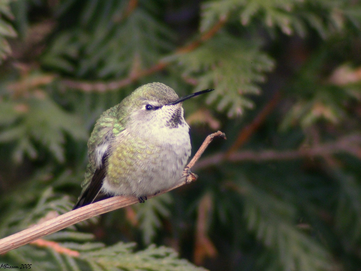 Anna's Hummingbird - ML47023561