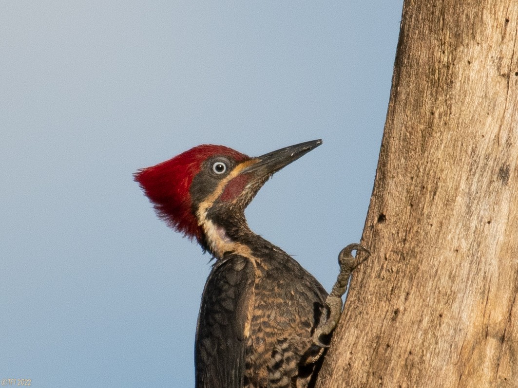 Lineated Woodpecker - T I