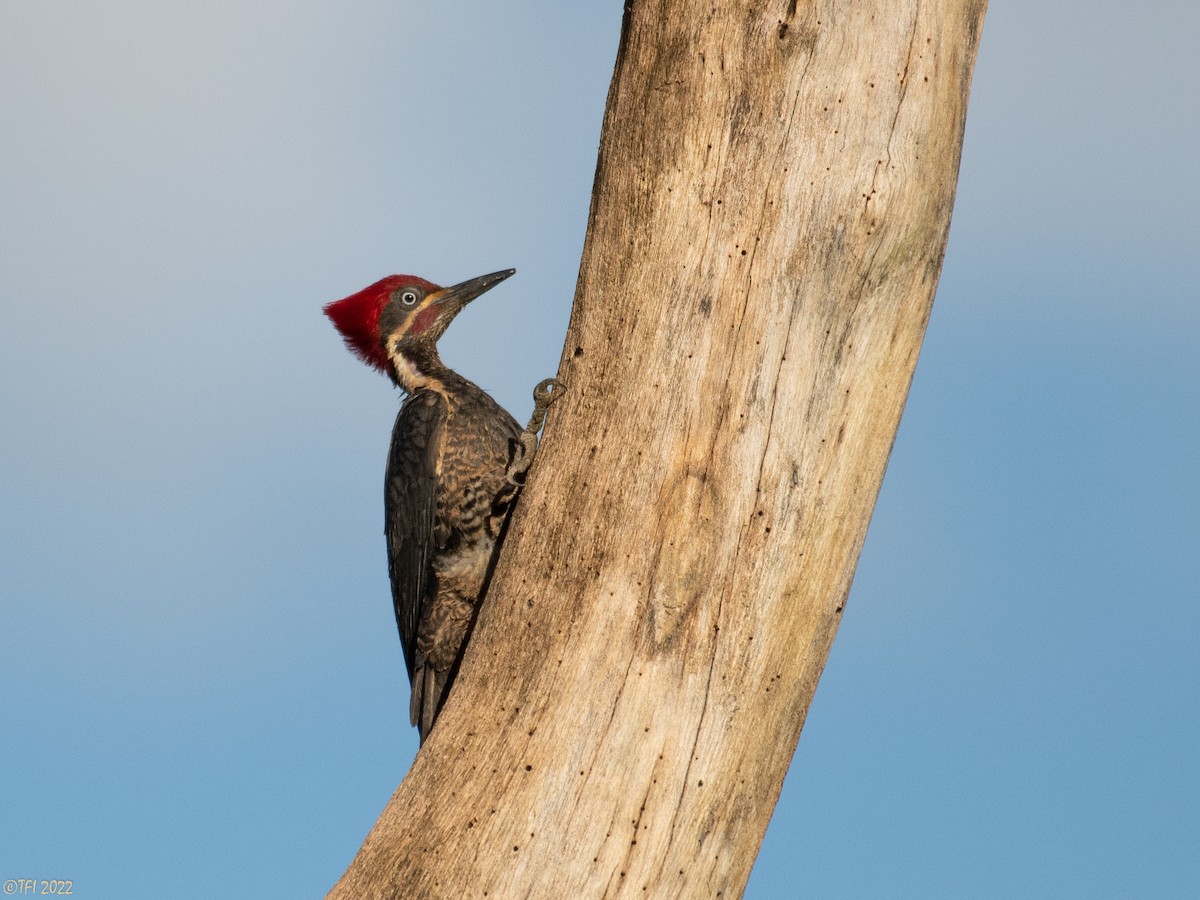 Lineated Woodpecker - T I