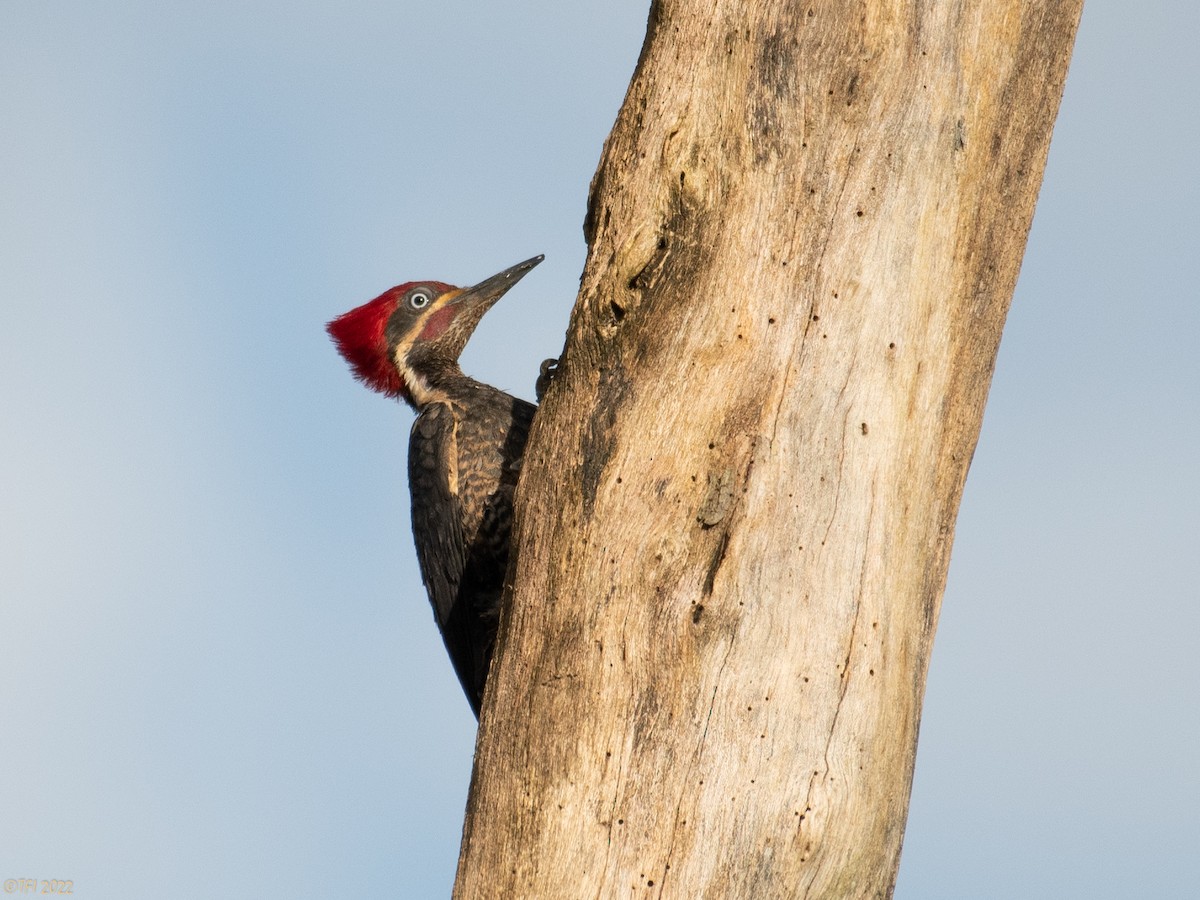 Lineated Woodpecker - T I