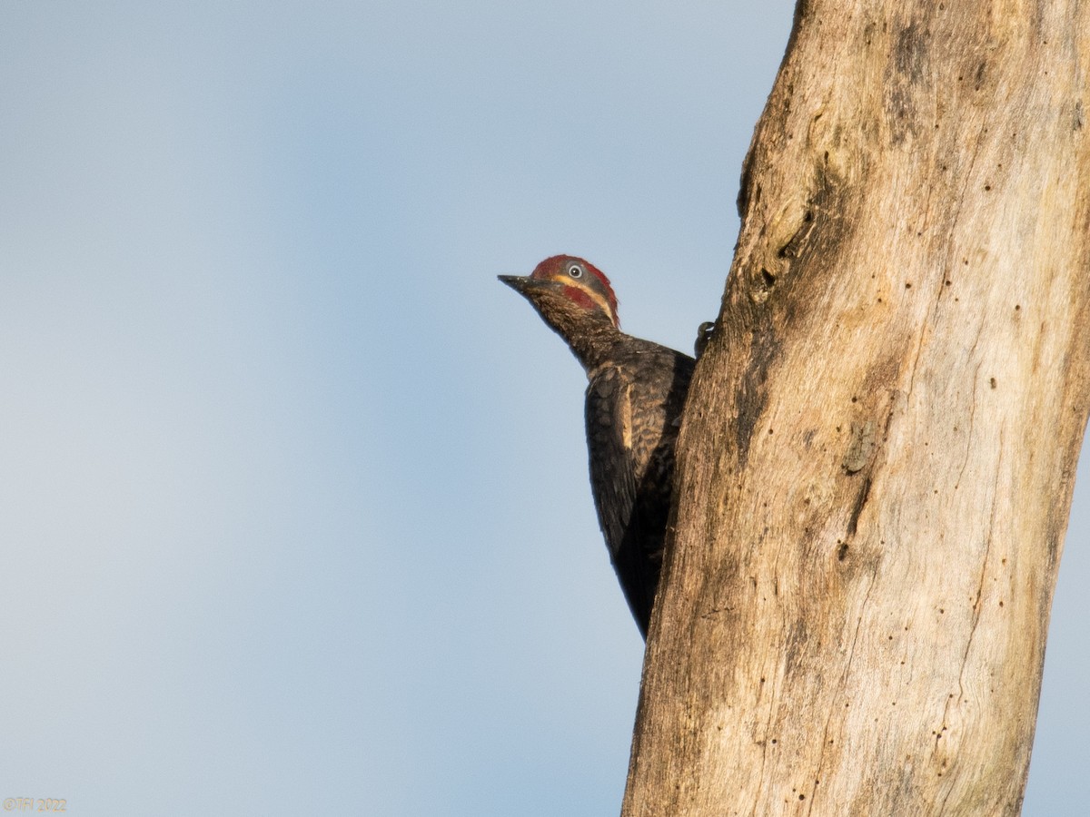 Lineated Woodpecker - T I