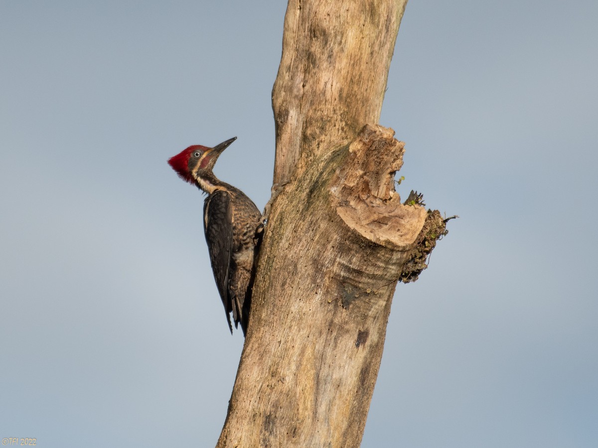 Lineated Woodpecker - T I