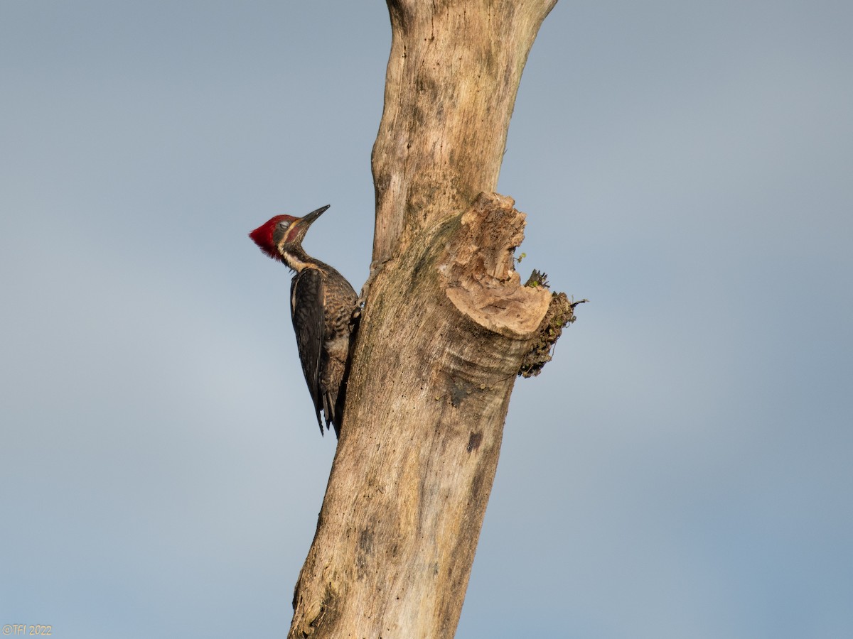 Lineated Woodpecker - T I