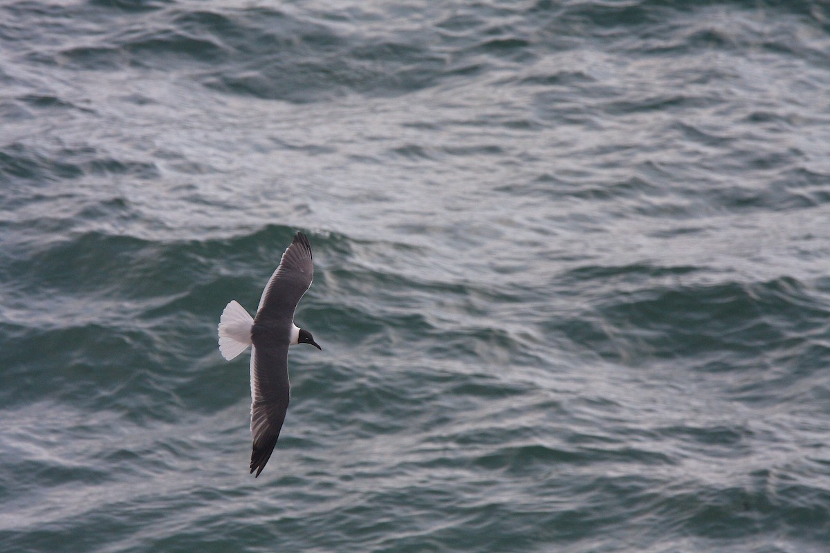 Gaviota Guanaguanare - ML470236621