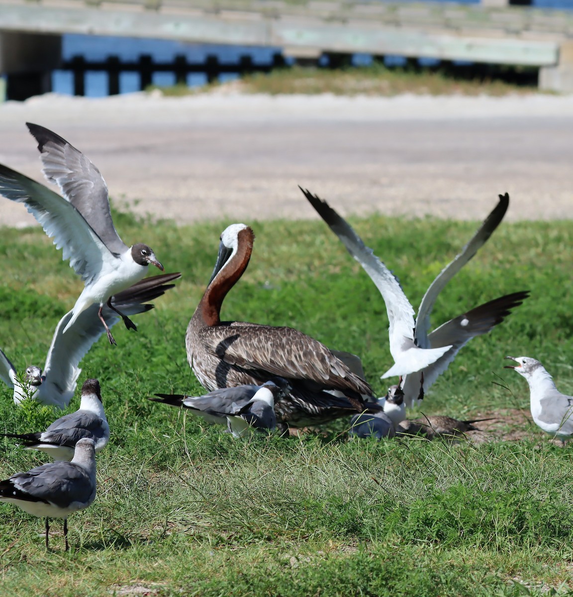 Brown Pelican (Atlantic) - ML470237541