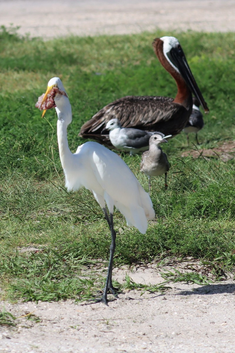 Great Egret - ML470238561