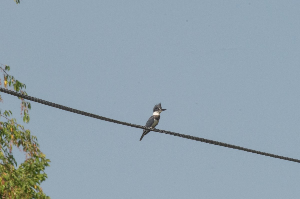 Belted Kingfisher - ML470239001