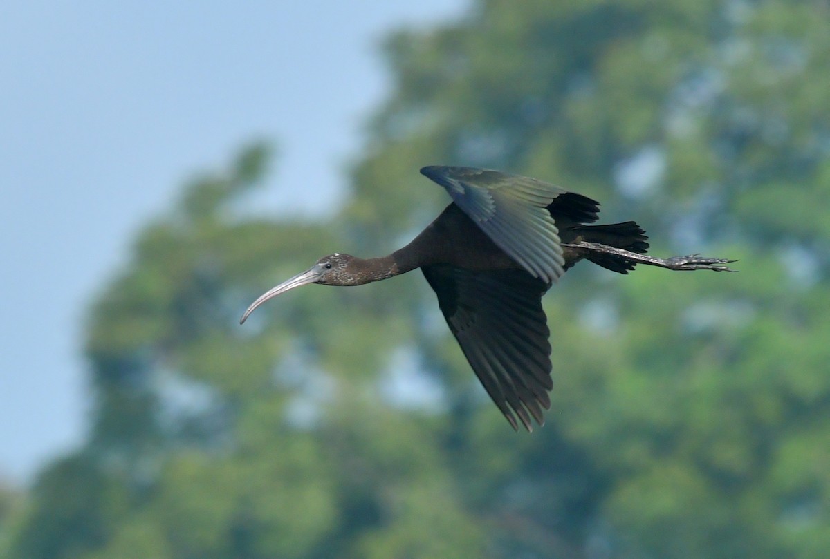 ibis hnědý - ML470239431