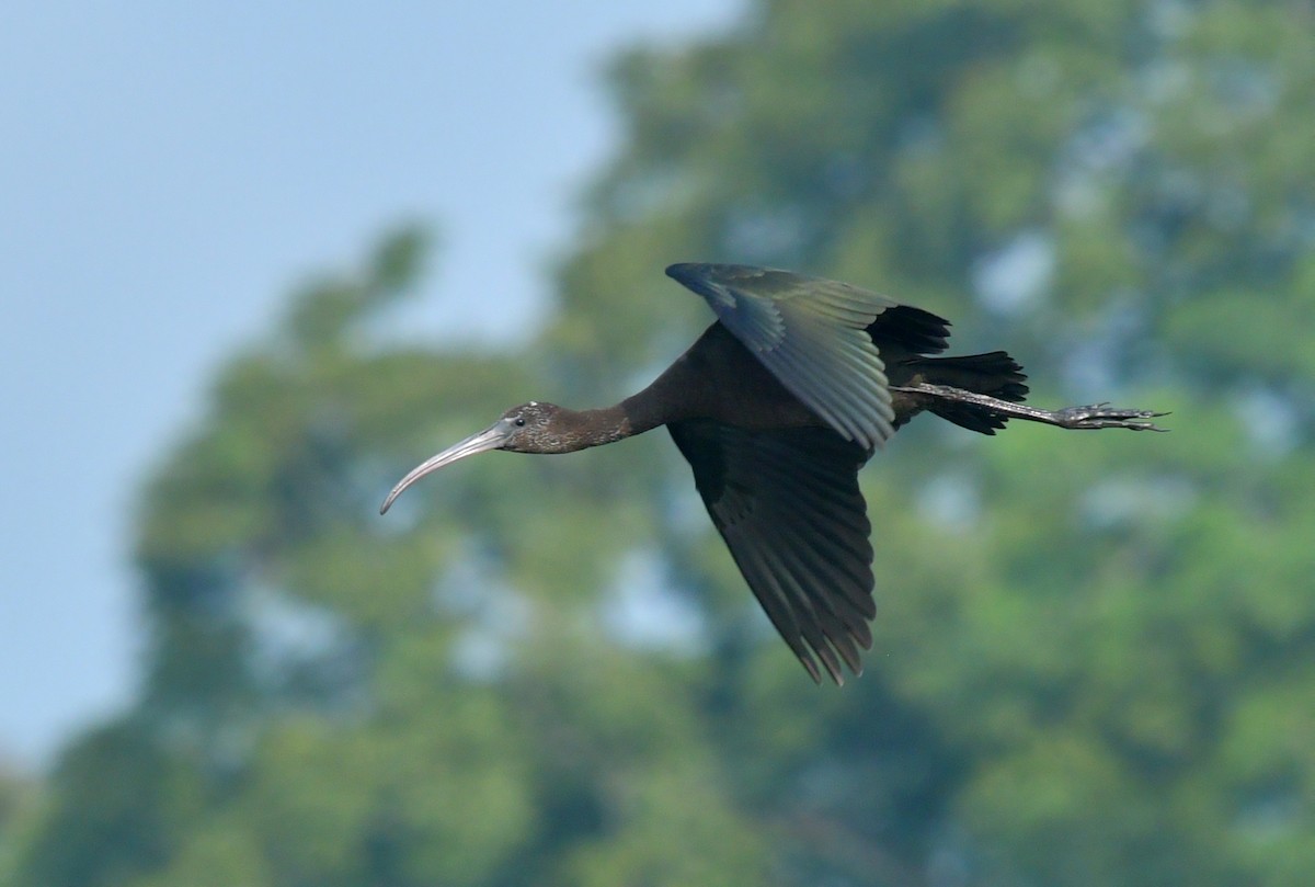 Glossy Ibis - ML470239431