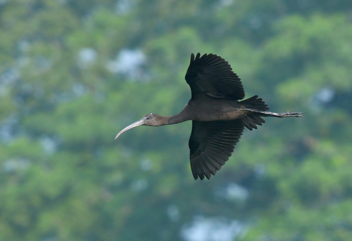 ibis hnědý - ML470239471