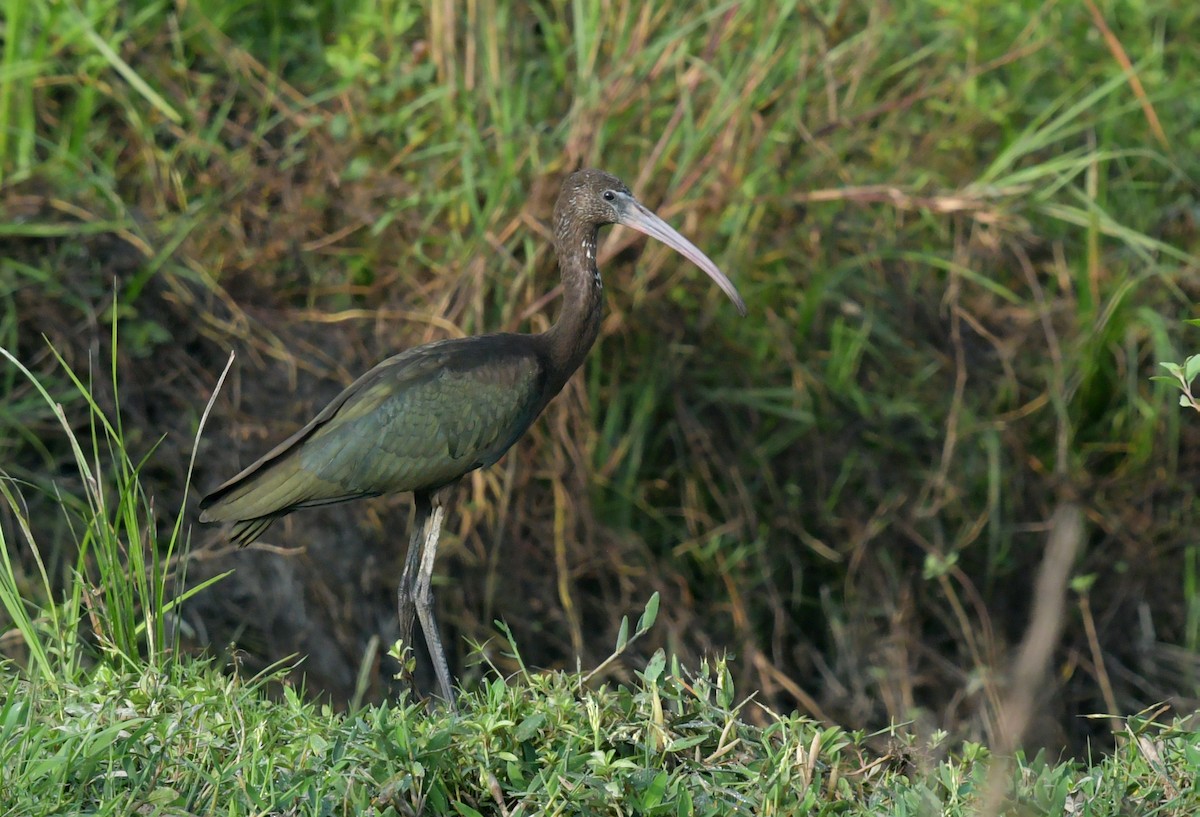 ibis hnědý - ML470239541