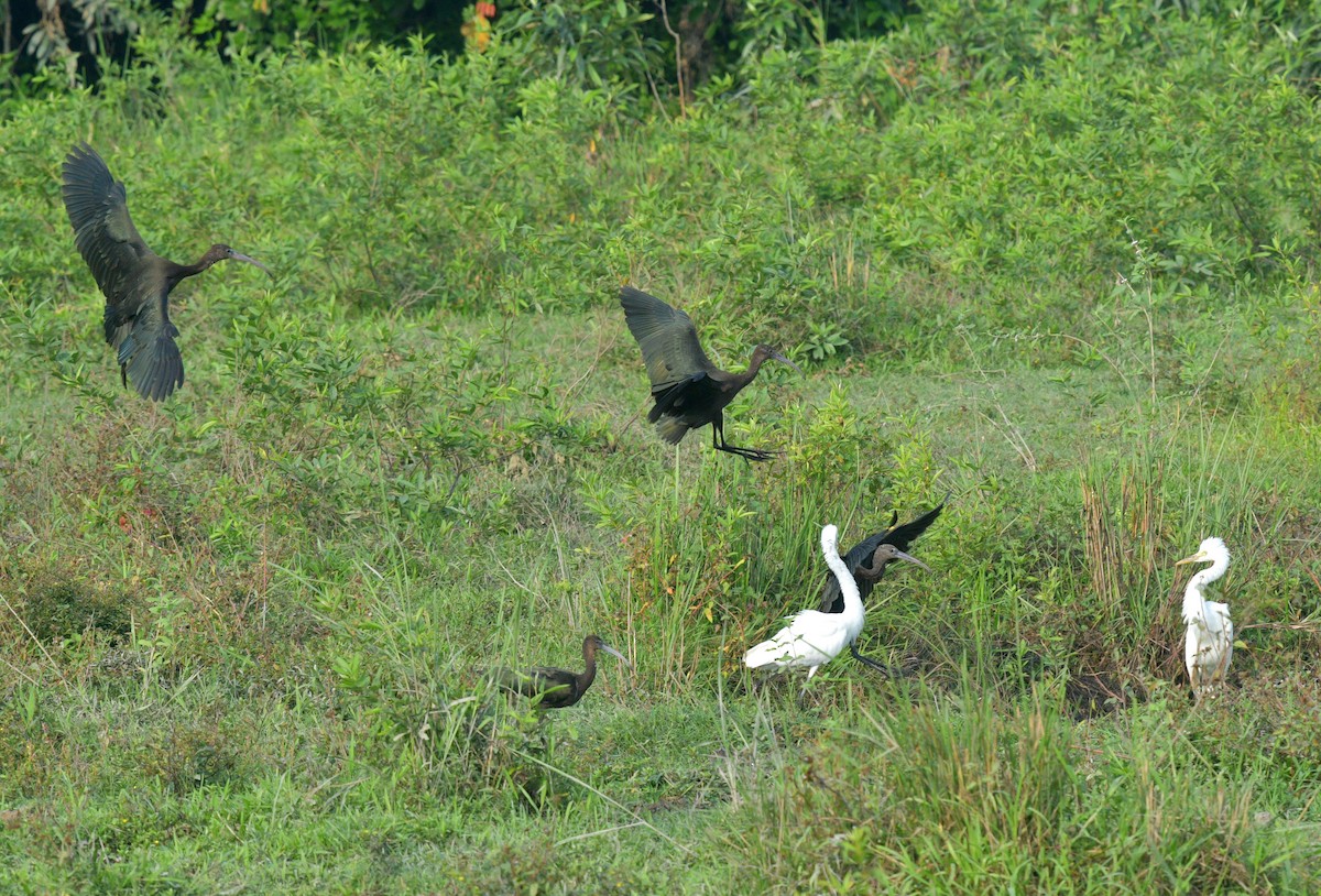ibis hnědý - ML470239701