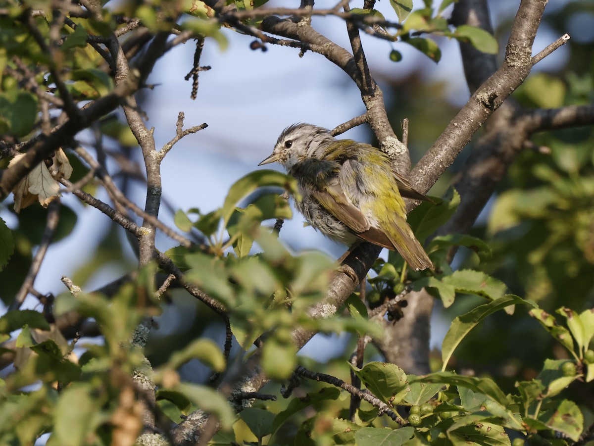 Tennessee Warbler - Scott Ray