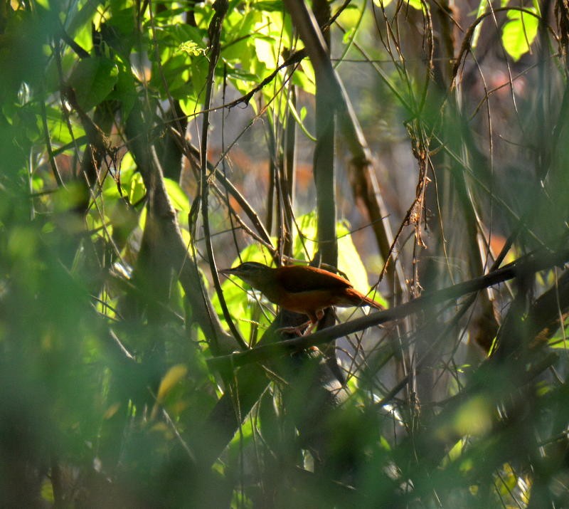 Pale-billed Hornero - ML470240971