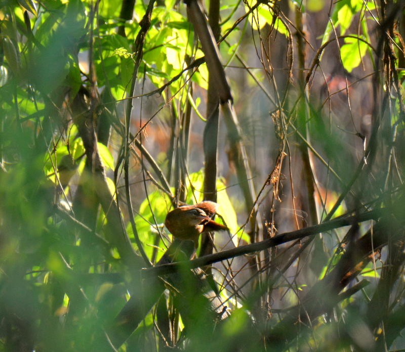 Pale-billed Hornero - ML470240981