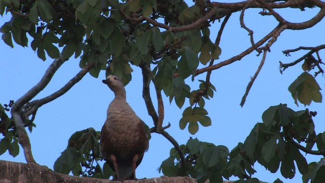 Orinoco Goose - ML470241