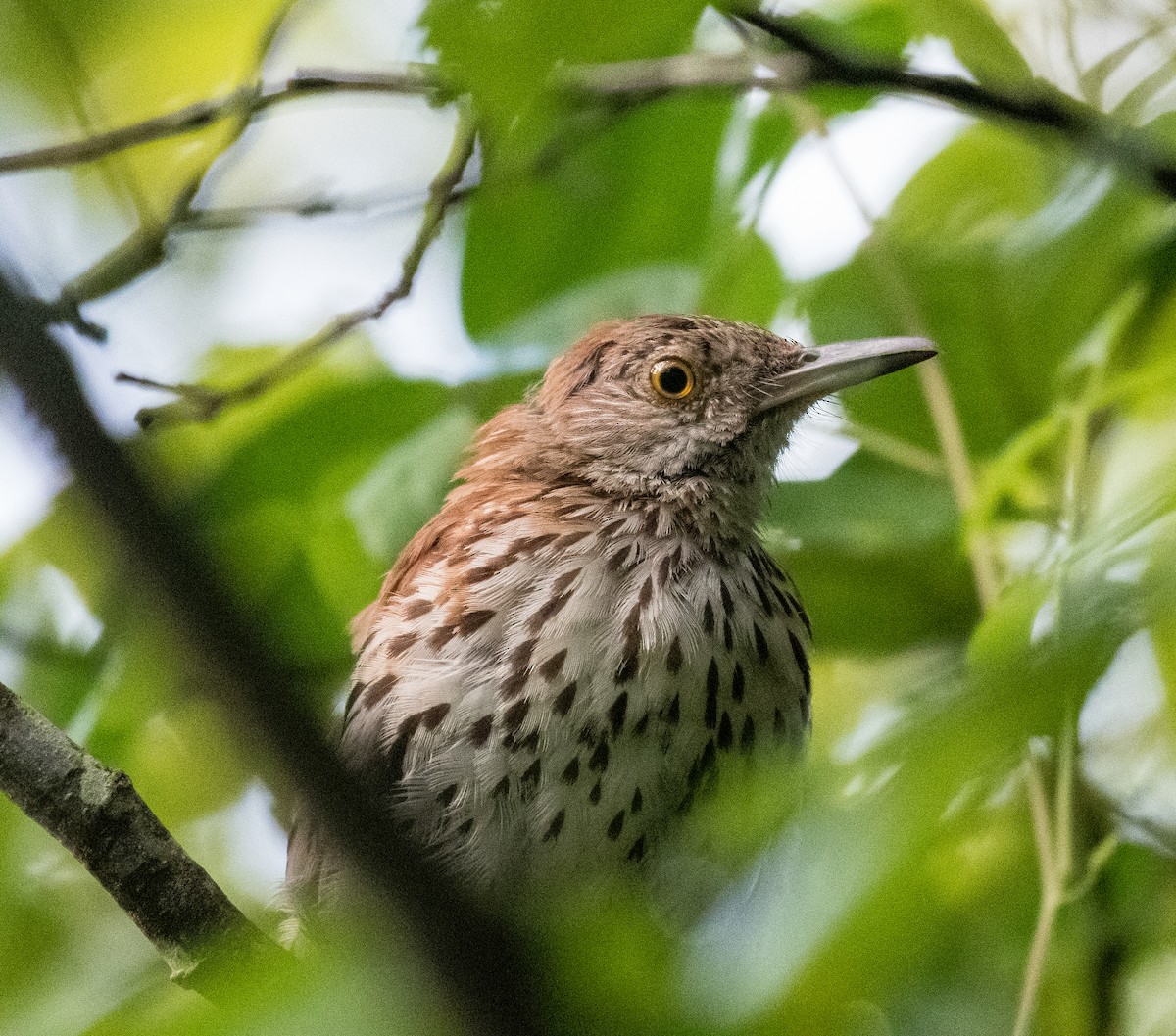 Brown Thrasher - ML470241391
