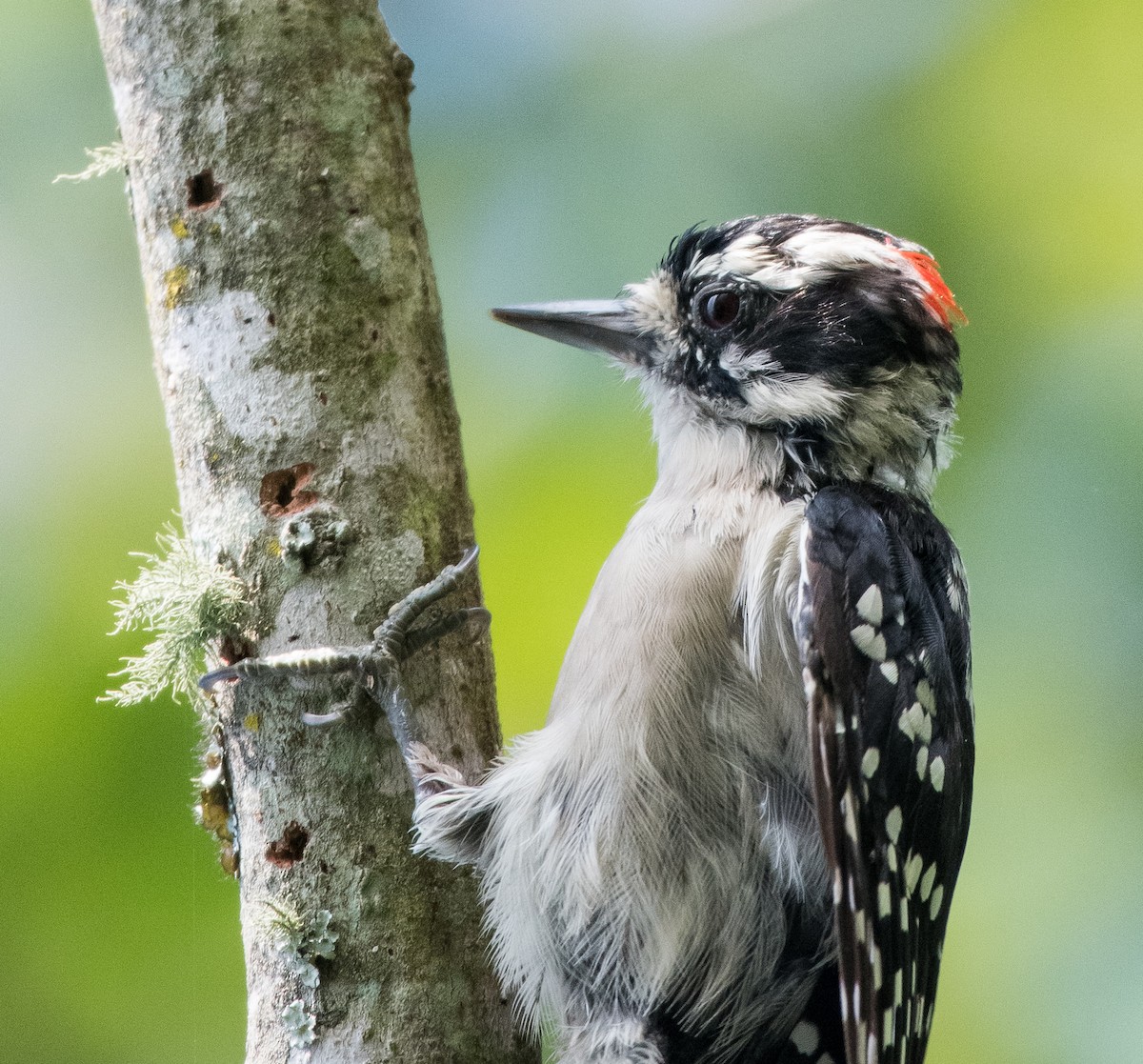 Downy Woodpecker - ML470241461