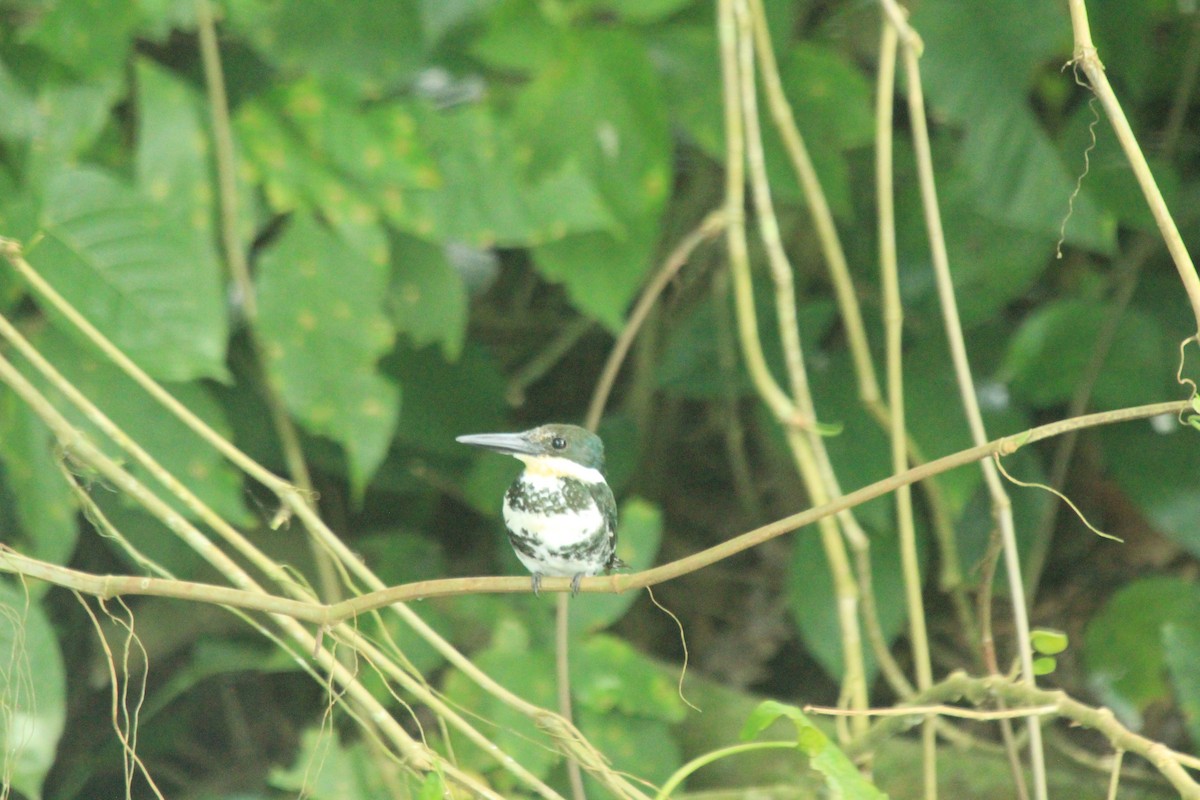 Green Kingfisher - César Lezama García