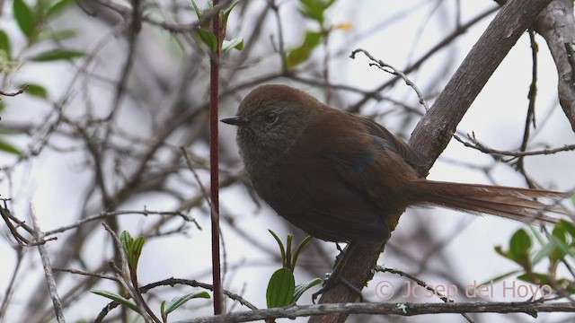 プナトゲオカマドドリ - ML470243581