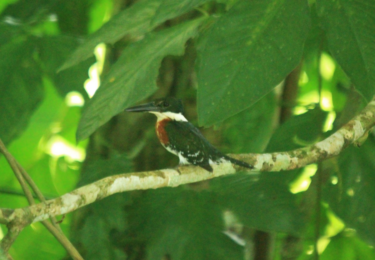 Green Kingfisher - ML470243851