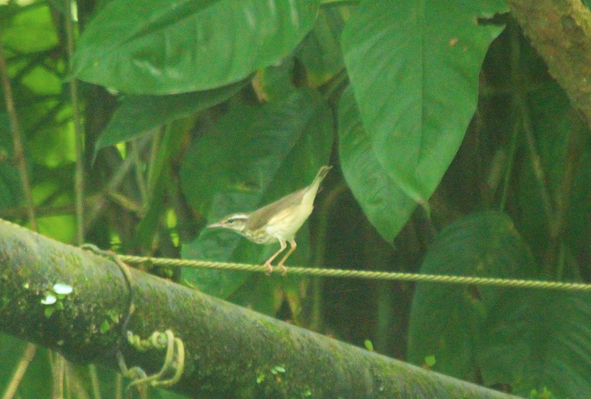 Louisiana Waterthrush - ML470244041