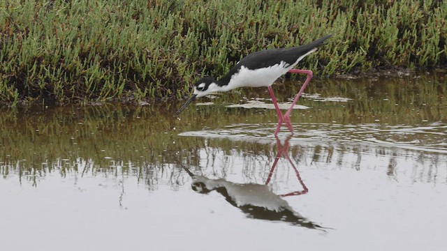 Black-necked Stilt (Black-necked) - ML470244201