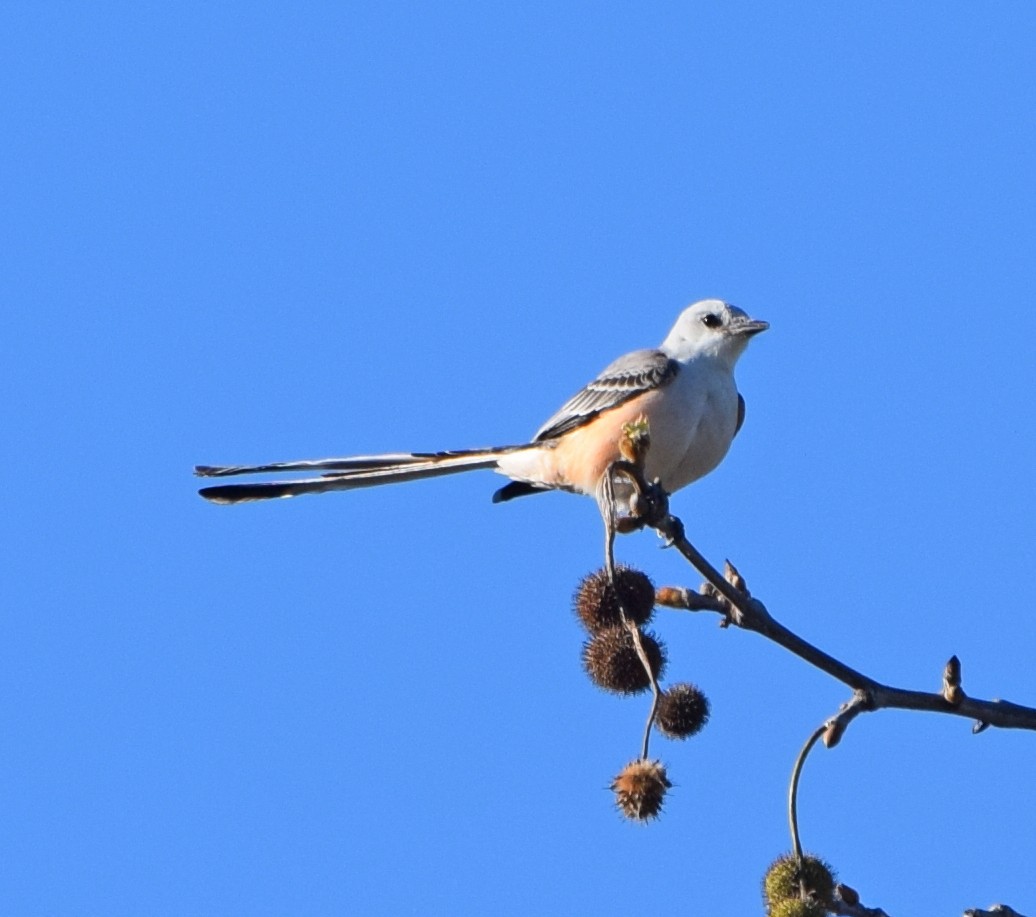 Scissor-tailed Flycatcher - ML47024811