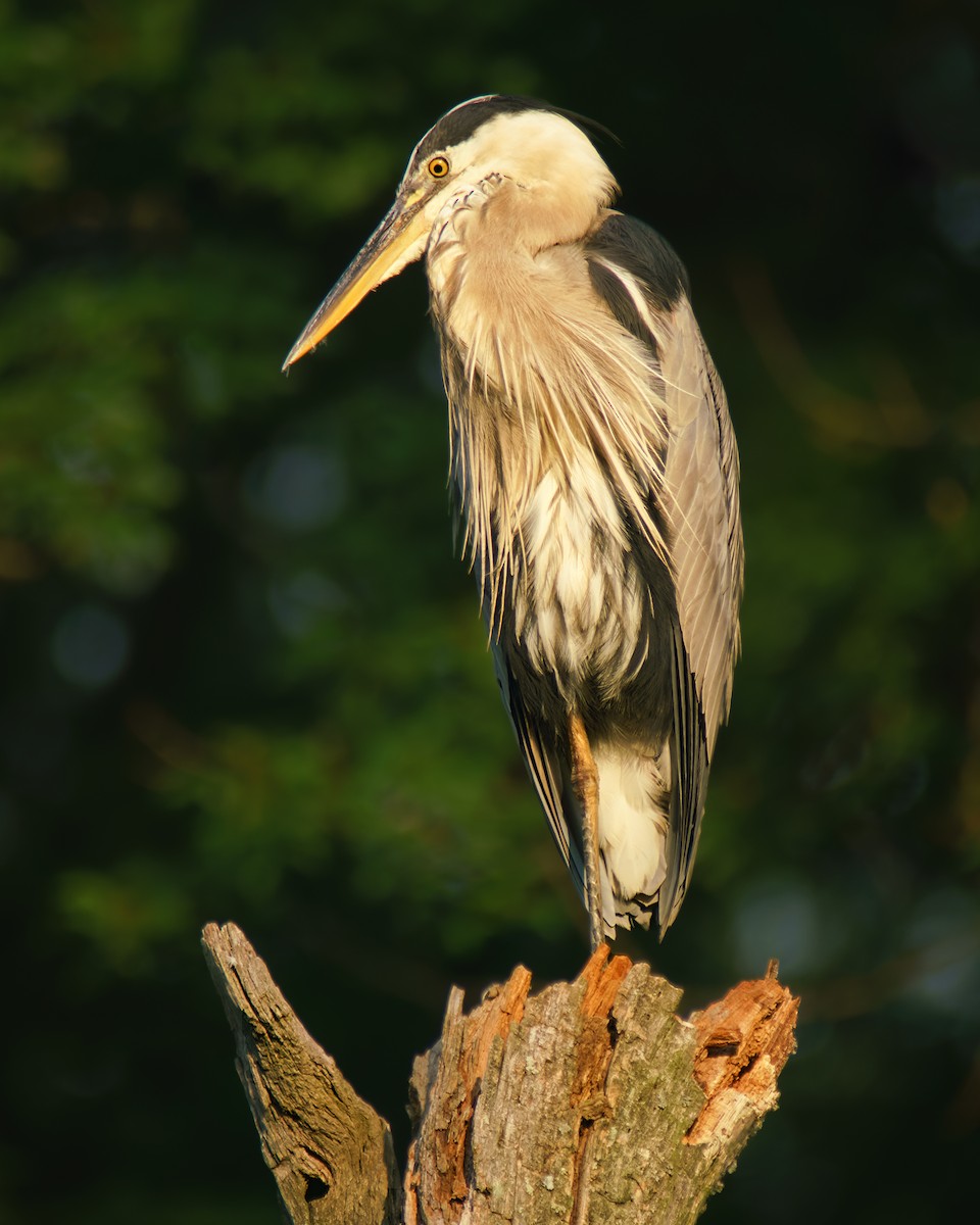 Great Blue Heron - ML470249291