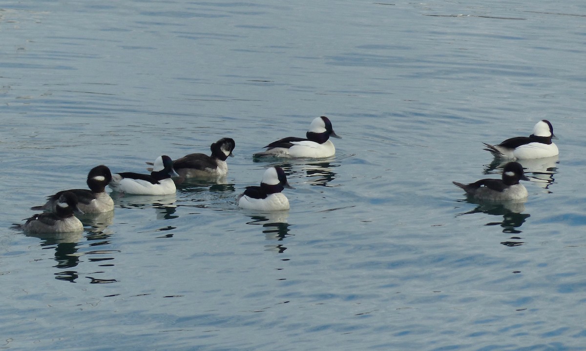 Bufflehead - Deb Holland