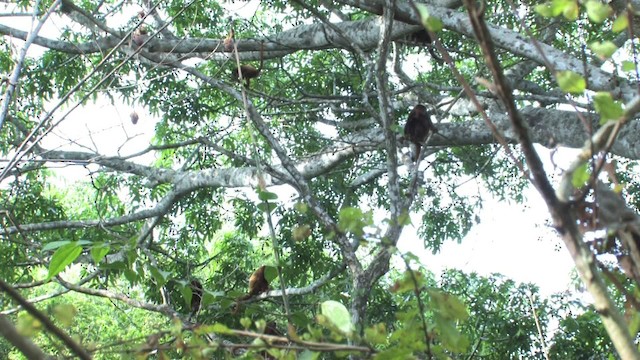 red howler monkey - ML470250