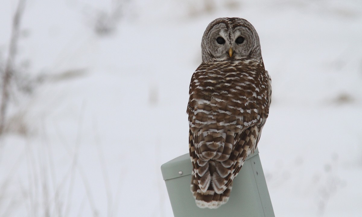 Barred Owl - ML47025101