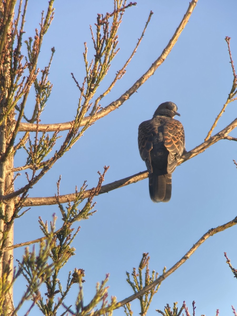 金背鳩 - ML470251241