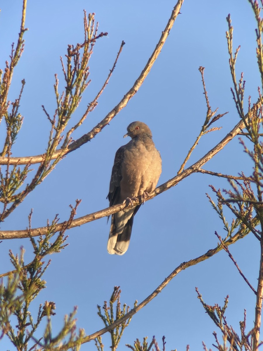 Oriental Turtle-Dove - James Leone