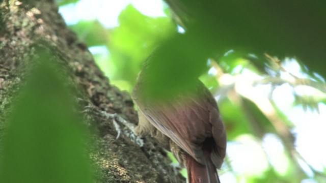 Striped Woodcreeper - ML470252