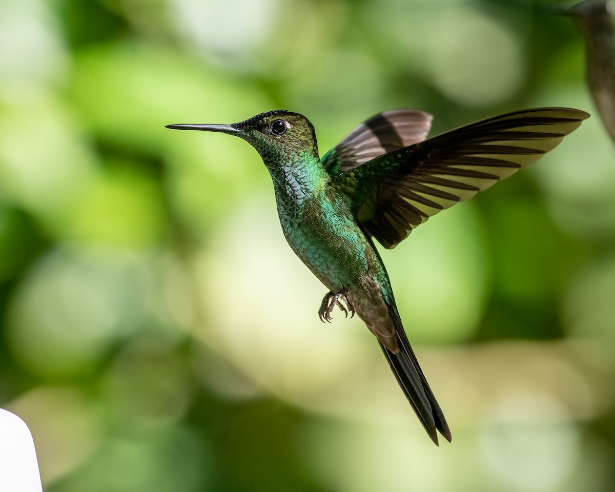 Violet-fronted Brilliant - Hank Davis