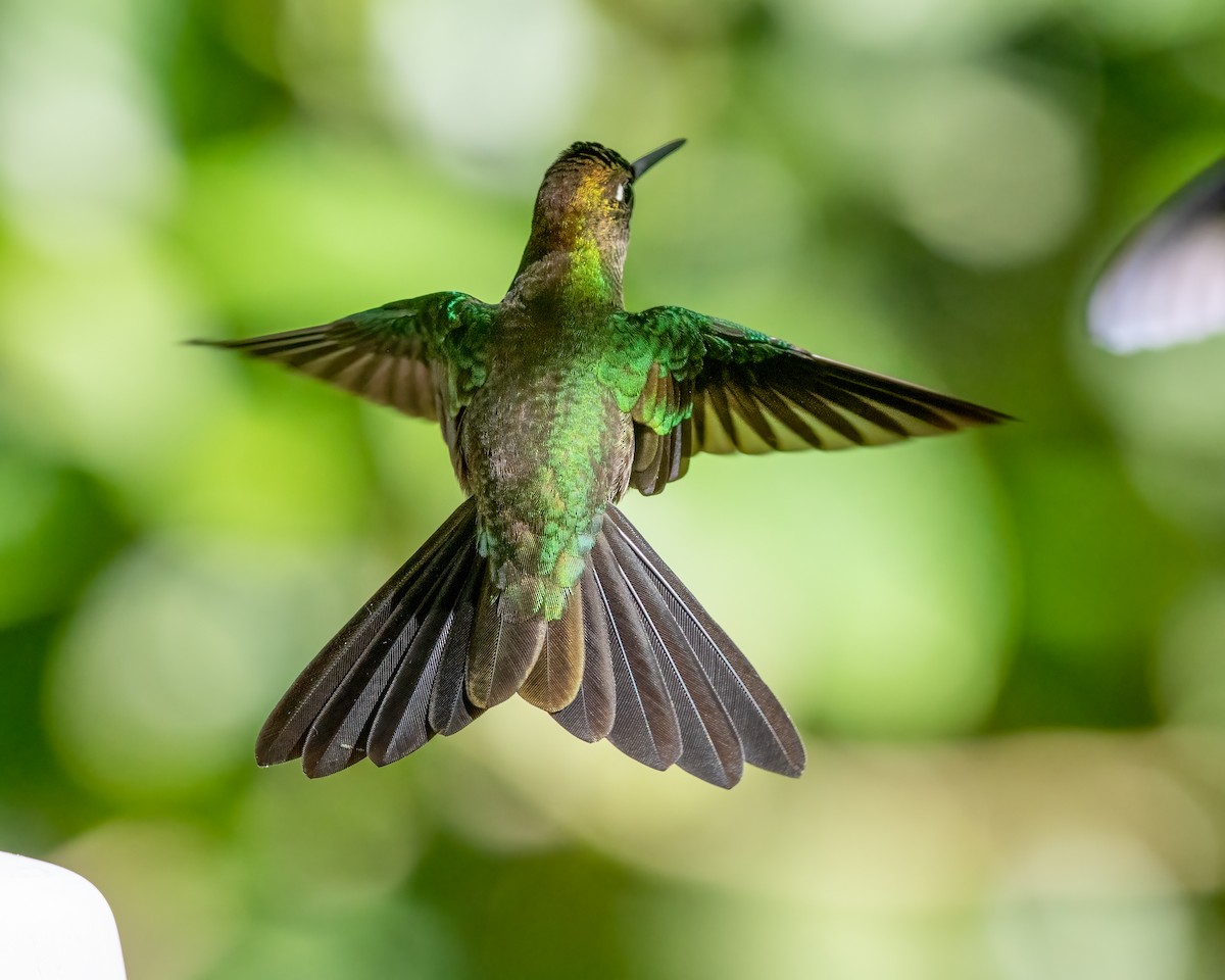 kolibřík fialovočelý - ML470252441