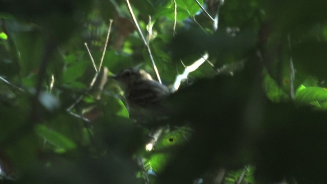 Fuscous Flycatcher (Fuscous) - ML470253