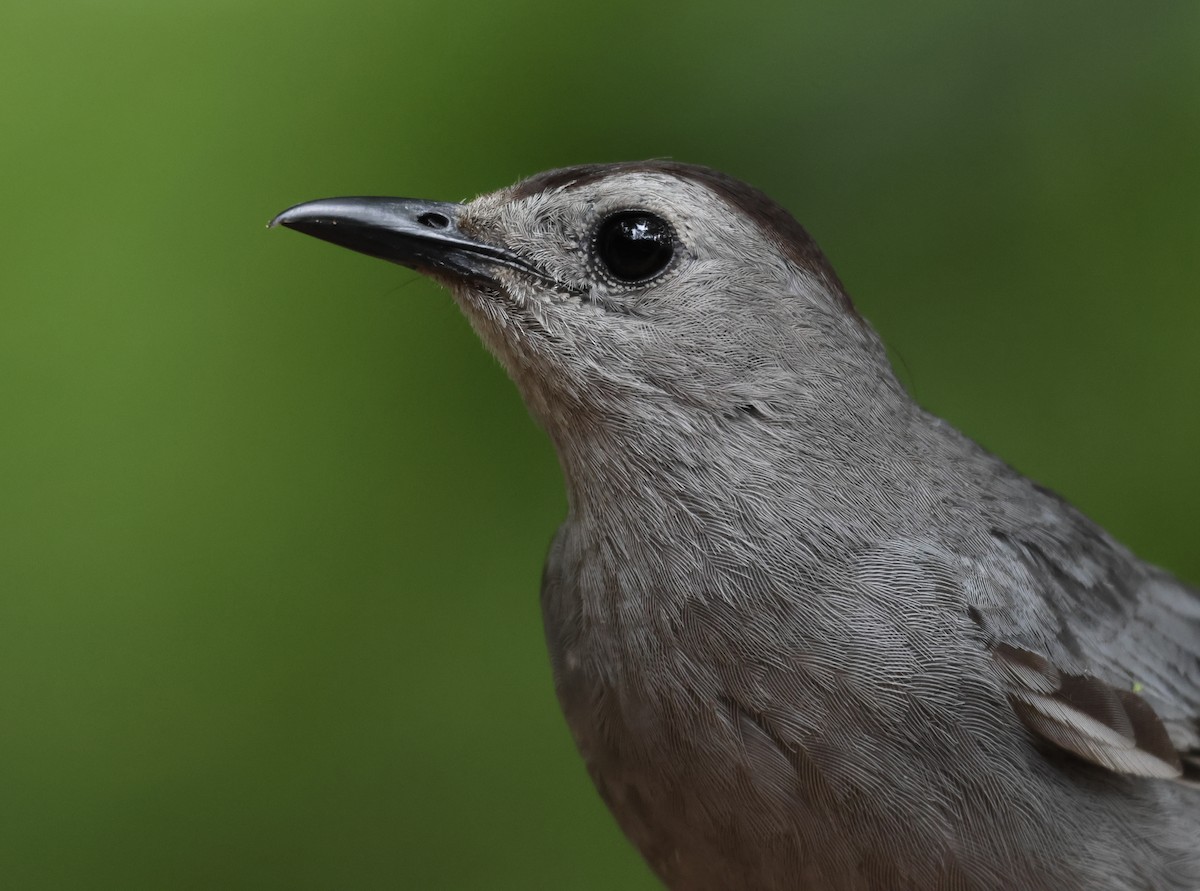 Gray Catbird - ML470253491