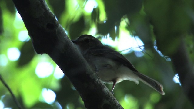 Fuscous Flycatcher (Fuscous) - ML470254