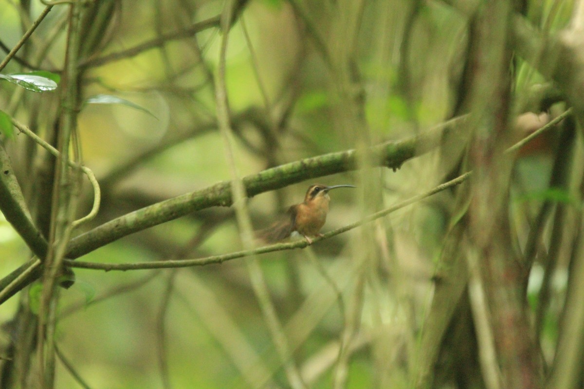 kolibřík proužkohrdlý - ML470254011