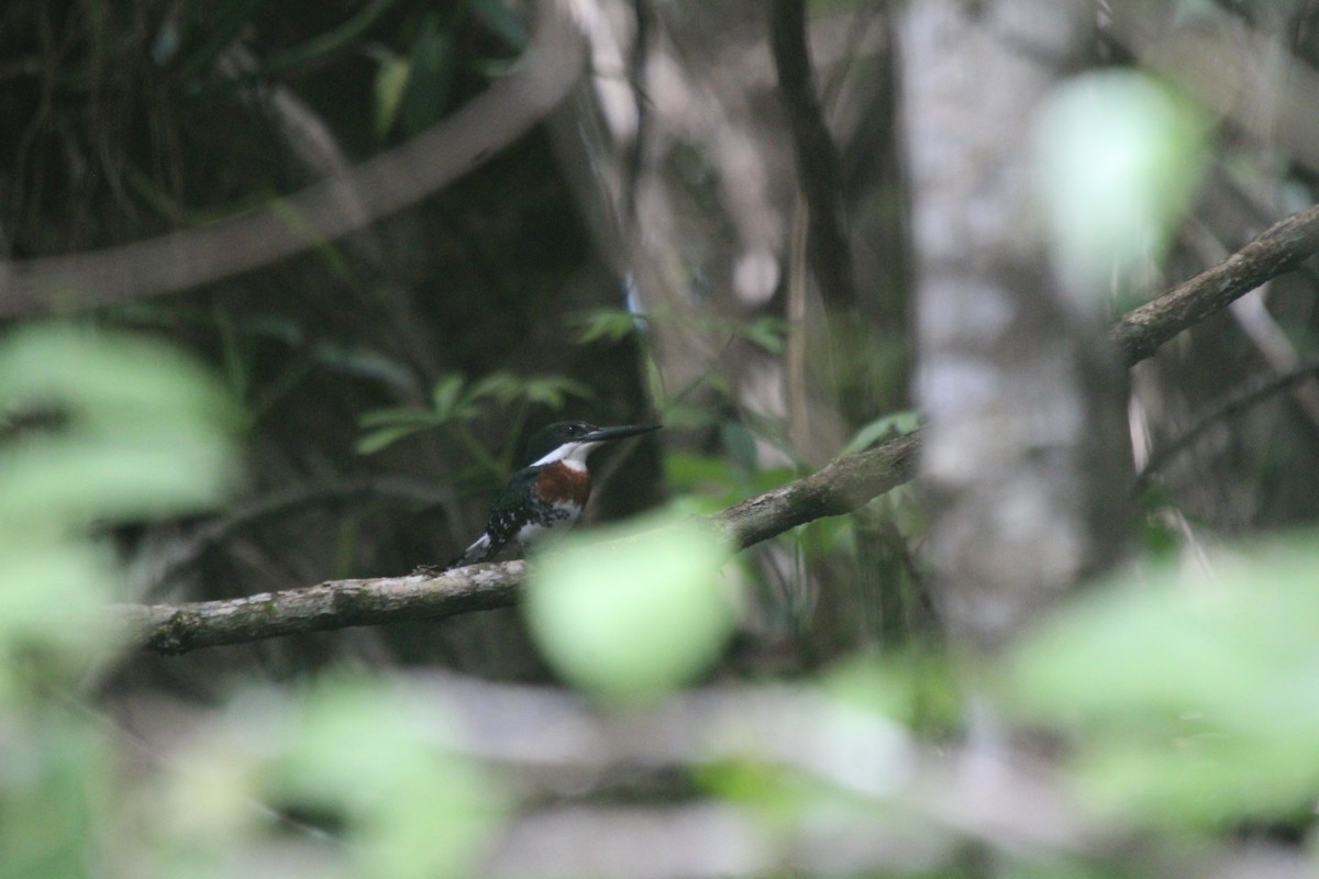 Green Kingfisher - ML470254281