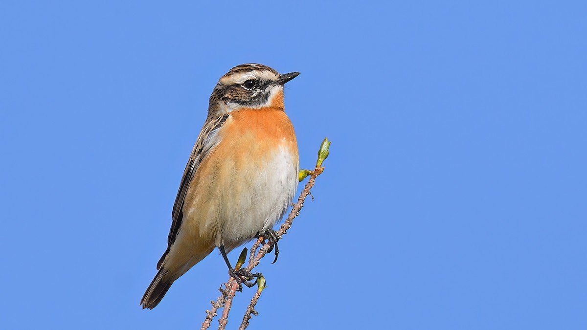 Whinchat - ML470254491