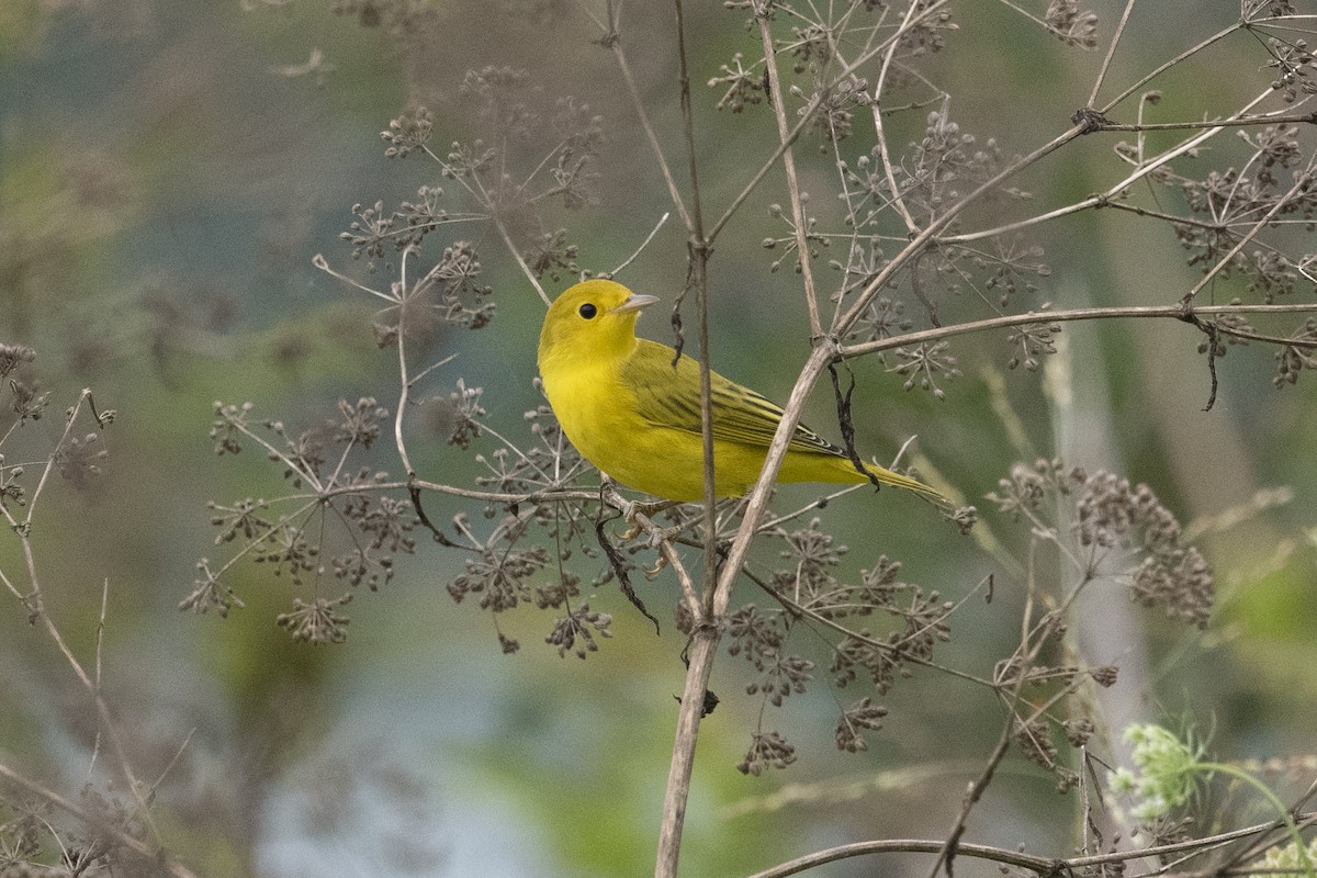 Yellow Warbler - ML470256031