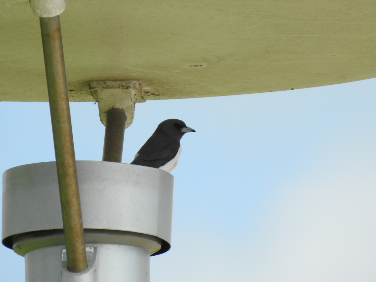 White-breasted Woodswallow - Ben Collins-Smith