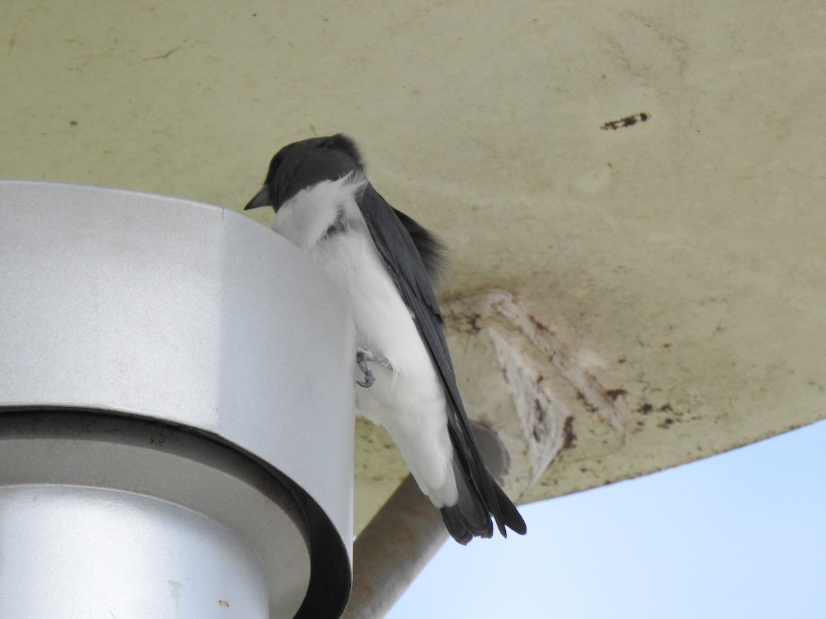 White-breasted Woodswallow - Ben Collins-Smith