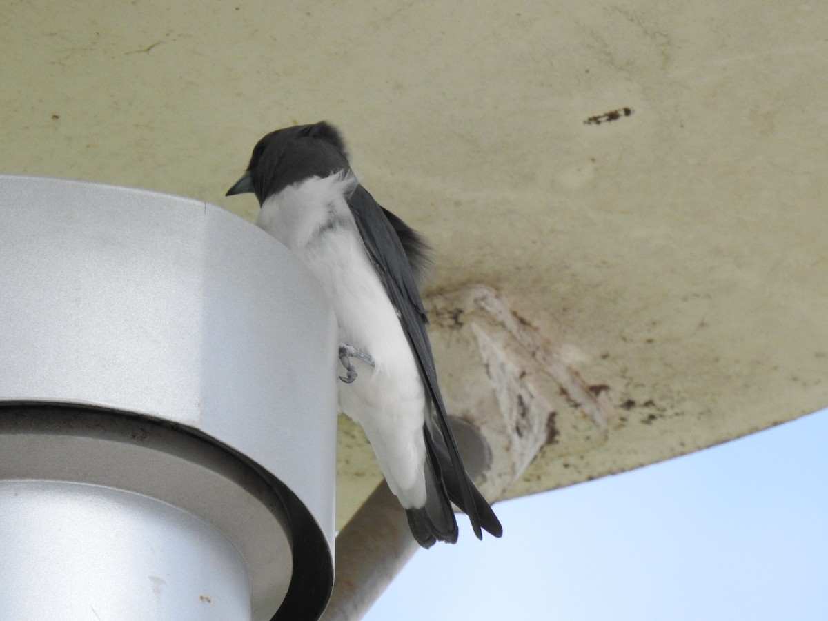 White-breasted Woodswallow - Ben Collins-Smith