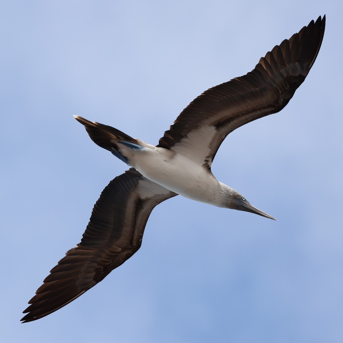 Blue-footed Booby - ML470257541
